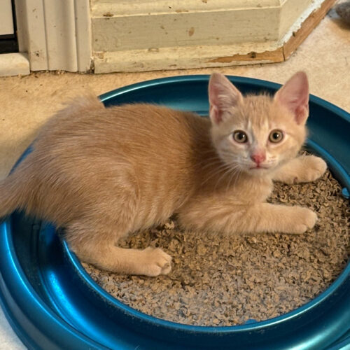 Duncan