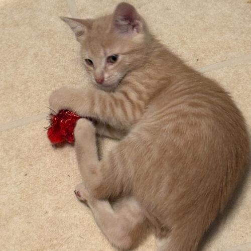 Duncan