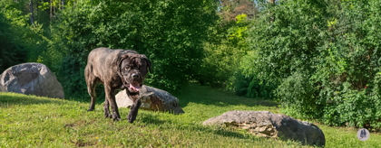Rocco thumbnail 2
