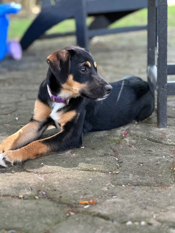 Sophie