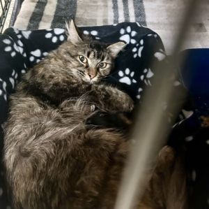 Toffee, Adult Female unknown