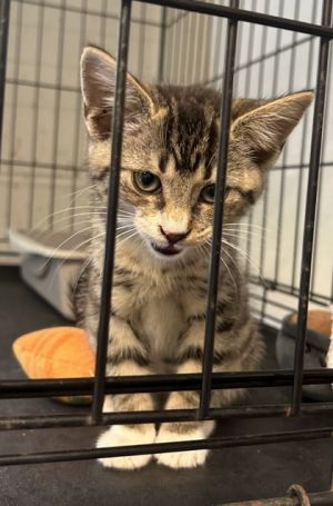 Travis Kit, Baby Male unknown