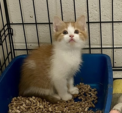 Simba