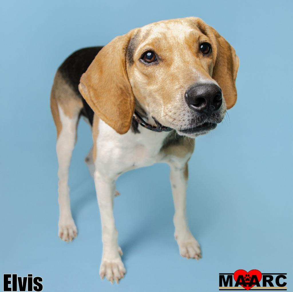Elvis