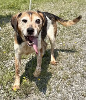 Waylon (courtesy post), Senior Male unknown