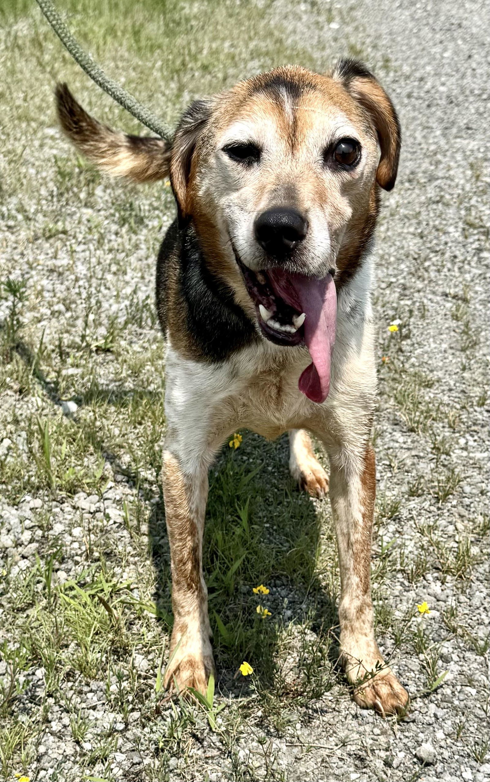 Waylon (courtesy post)