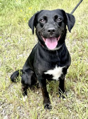 Nova (courtesy post), Adult Female unknown