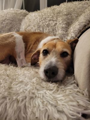 Daisy, Adult Female unknown