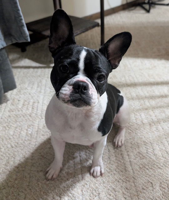 Abby (courtesy post)