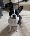 Abby (courtesy post) photo 1