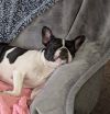 Abby (courtesy post) photo 2