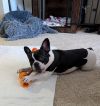 Abby (courtesy post) photo 3