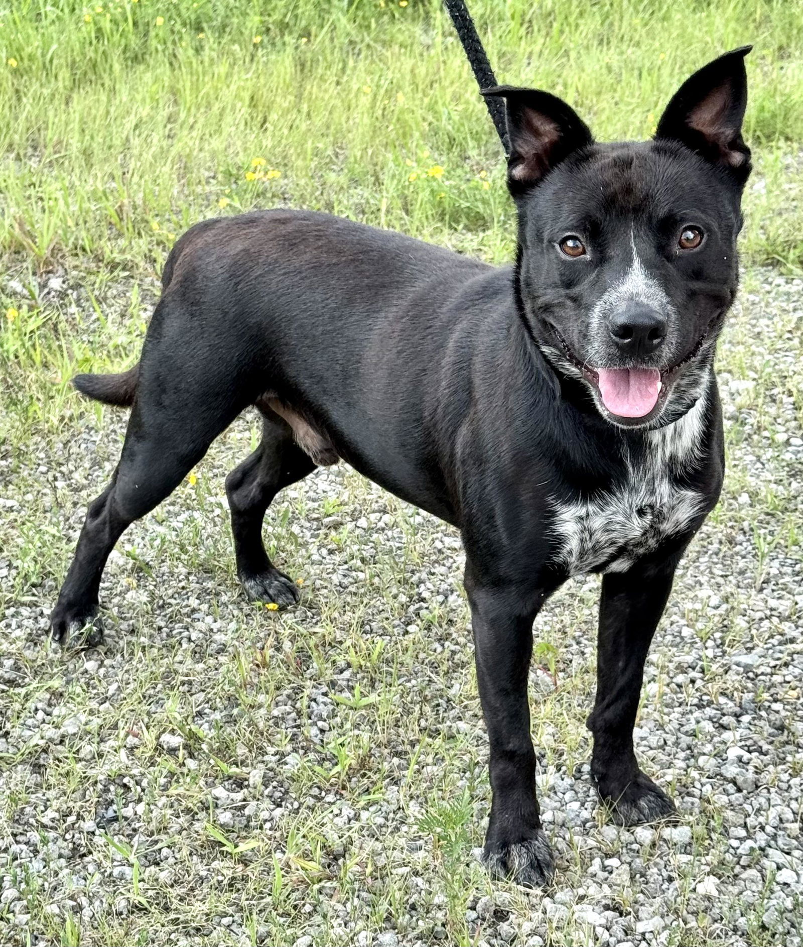 Louie (courtesy post)