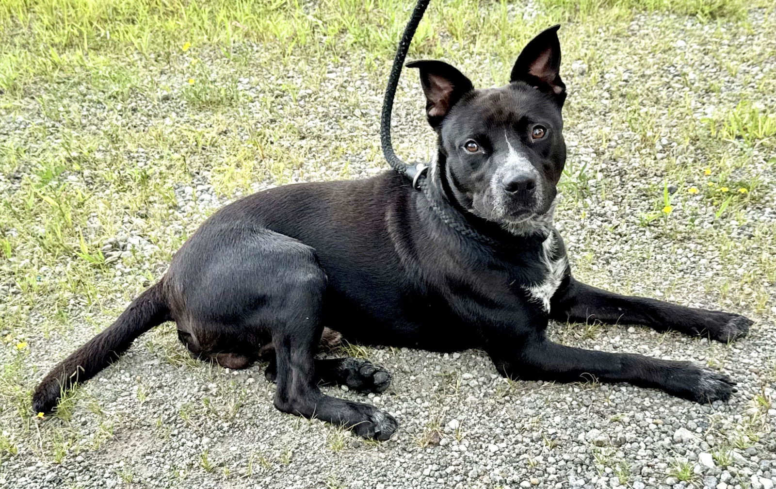 Louie (courtesy post)