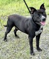 Louie (courtesy post) photo 3