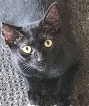 Pepper II - Petsmart Plantation Foster Home, Baby Female unknown