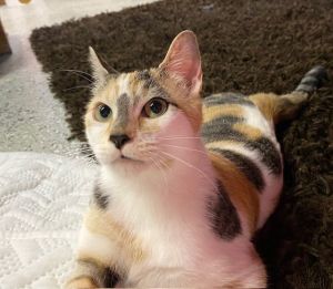 MITZY, Young Female unknown