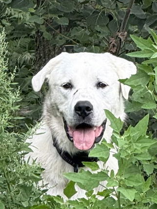 Rigby, an adoptable Great Pyrenees, Akbash in Hamilton, MT, 59840 | Photo Image 1