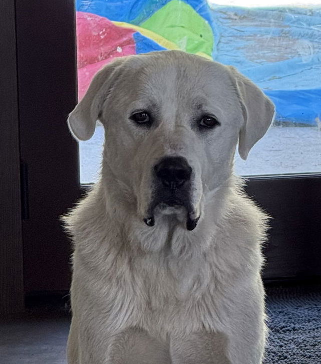 Rigby, an adoptable Great Pyrenees, Akbash in Hamilton, MT, 59840 | Photo Image 2