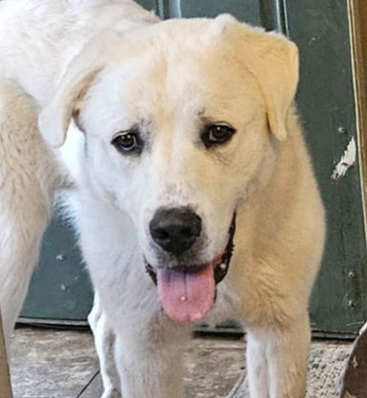Rigby, an adoptable Great Pyrenees, Akbash in Hamilton, MT, 59840 | Photo Image 3