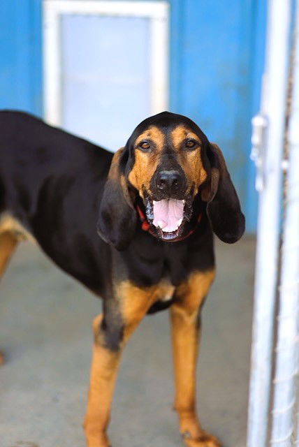 Rusty, an adoptable Bloodhound in Webster, WI, 54893 | Photo Image 1