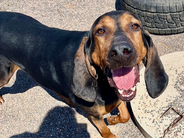 Rusty, an adoptable Bloodhound in Webster, WI, 54893 | Photo Image 2