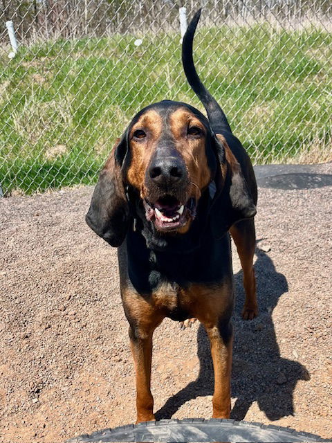 Rusty, an adoptable Bloodhound in Webster, WI, 54893 | Photo Image 3