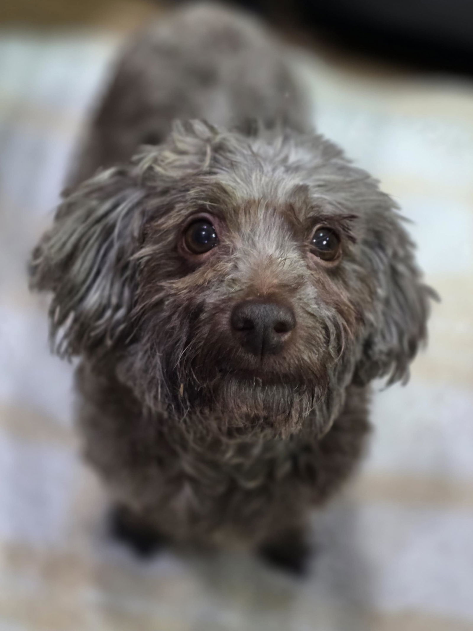 Xavier Brown, an adoptable Havanese in Cuba, NY, 14727 | Photo Image 1