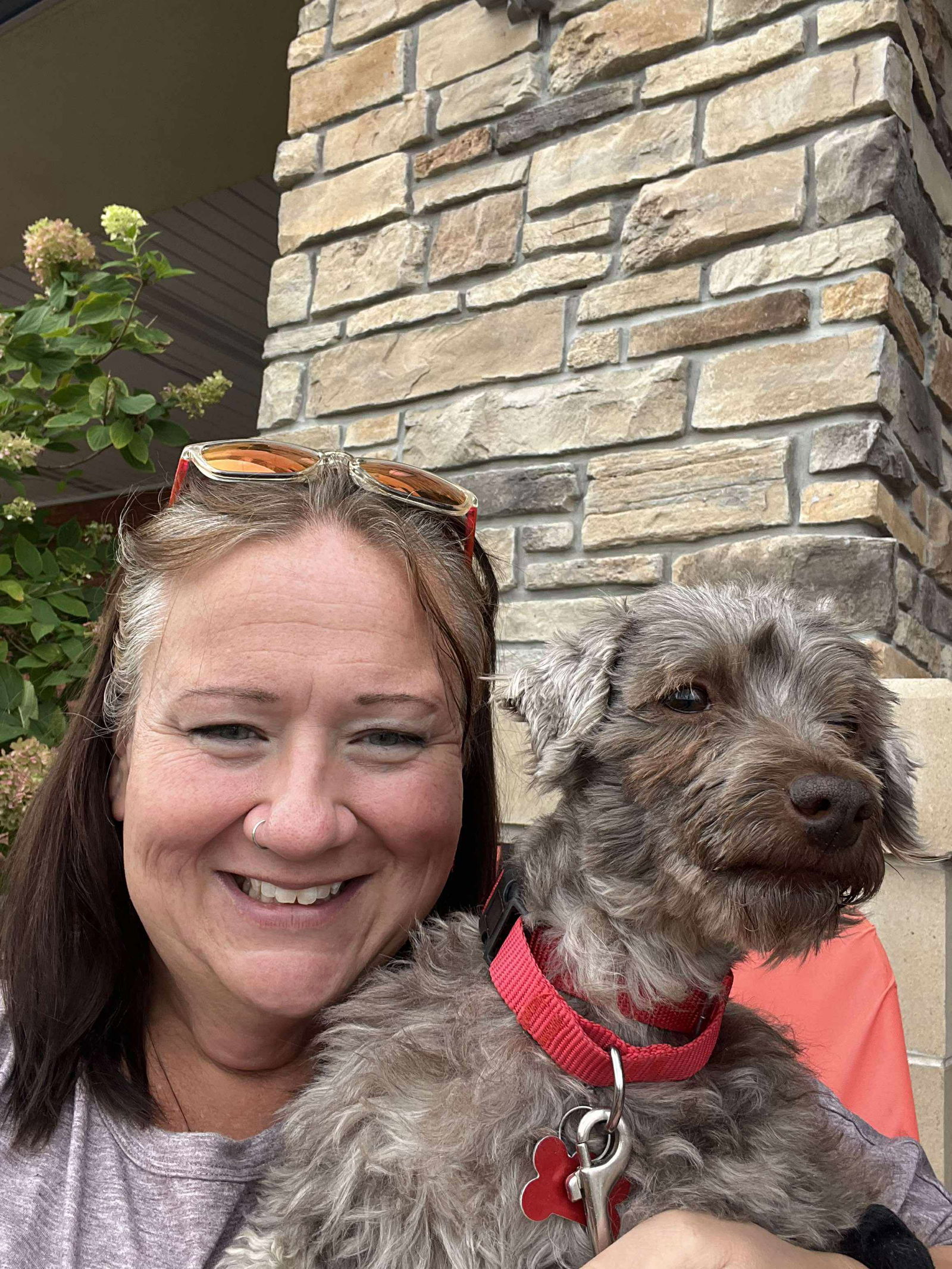 Xavier Brown, an adoptable Havanese in Cuba, NY, 14727 | Photo Image 2