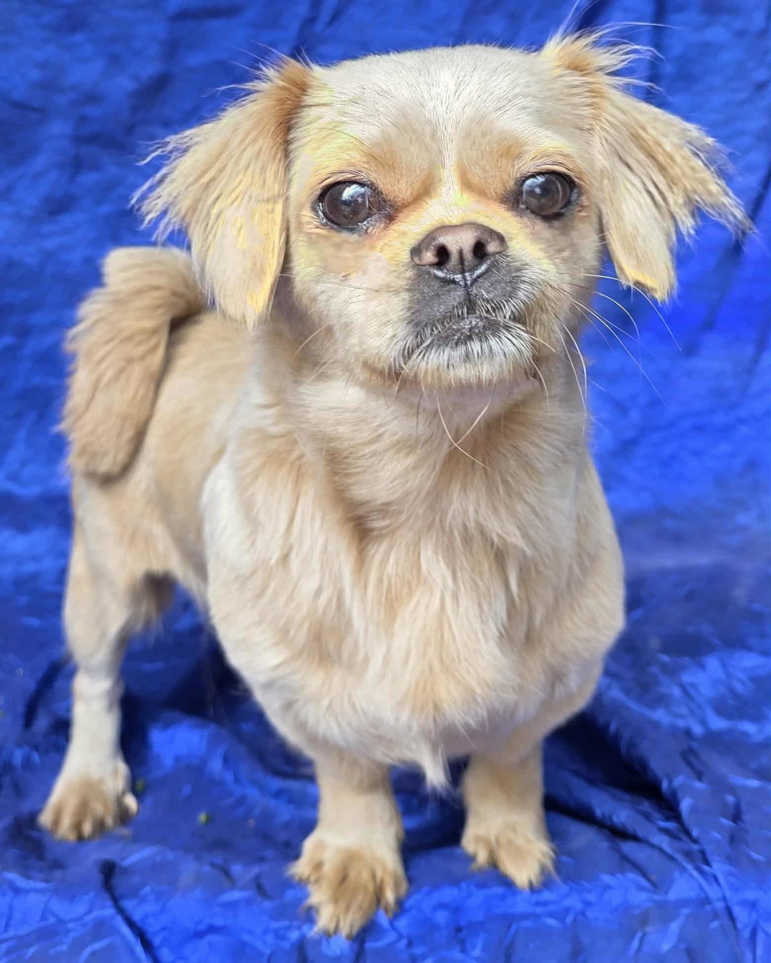 Miss Marta, an adoptable Pekingese in Cuba, NY, 14727 | Photo Image 1