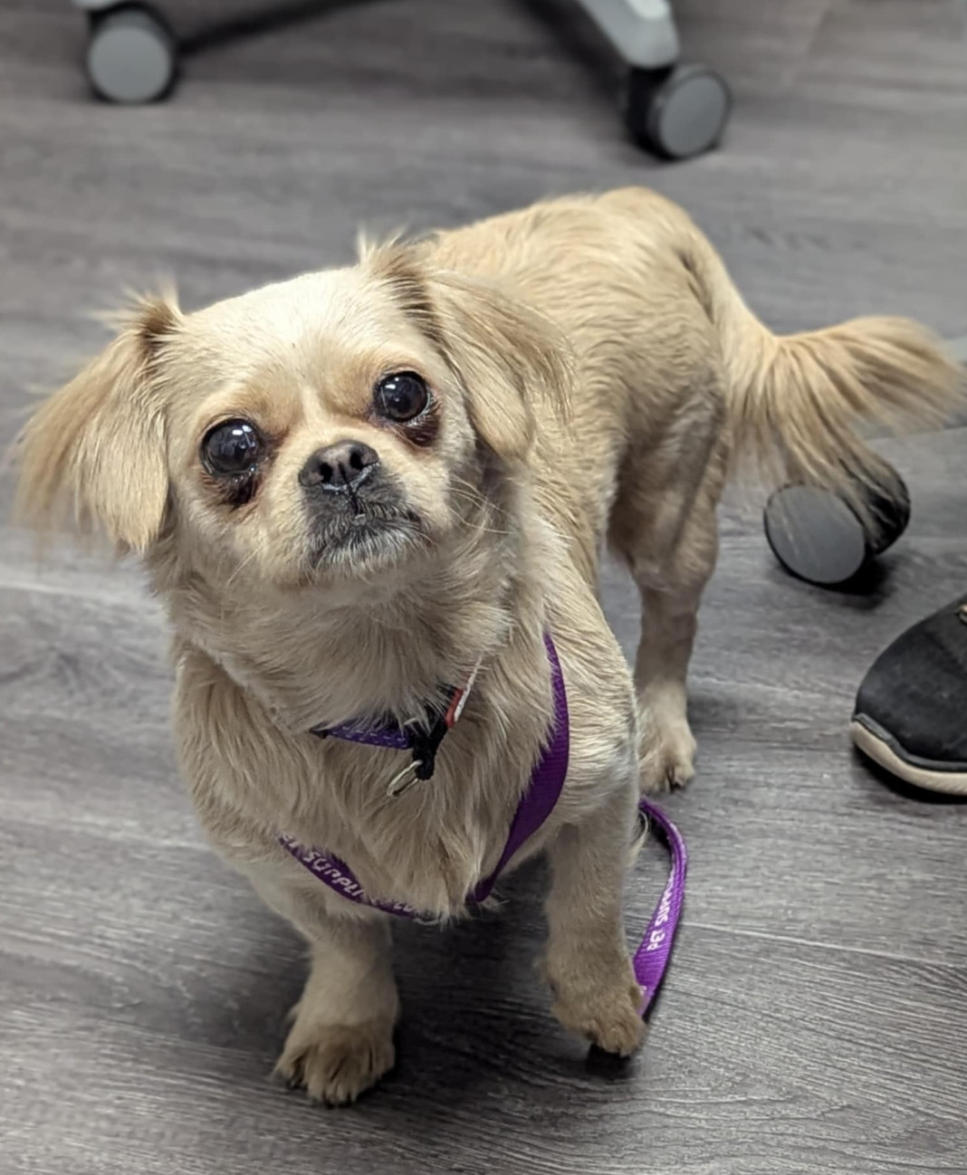 Miss Marta, an adoptable Pekingese in Cuba, NY, 14727 | Photo Image 2