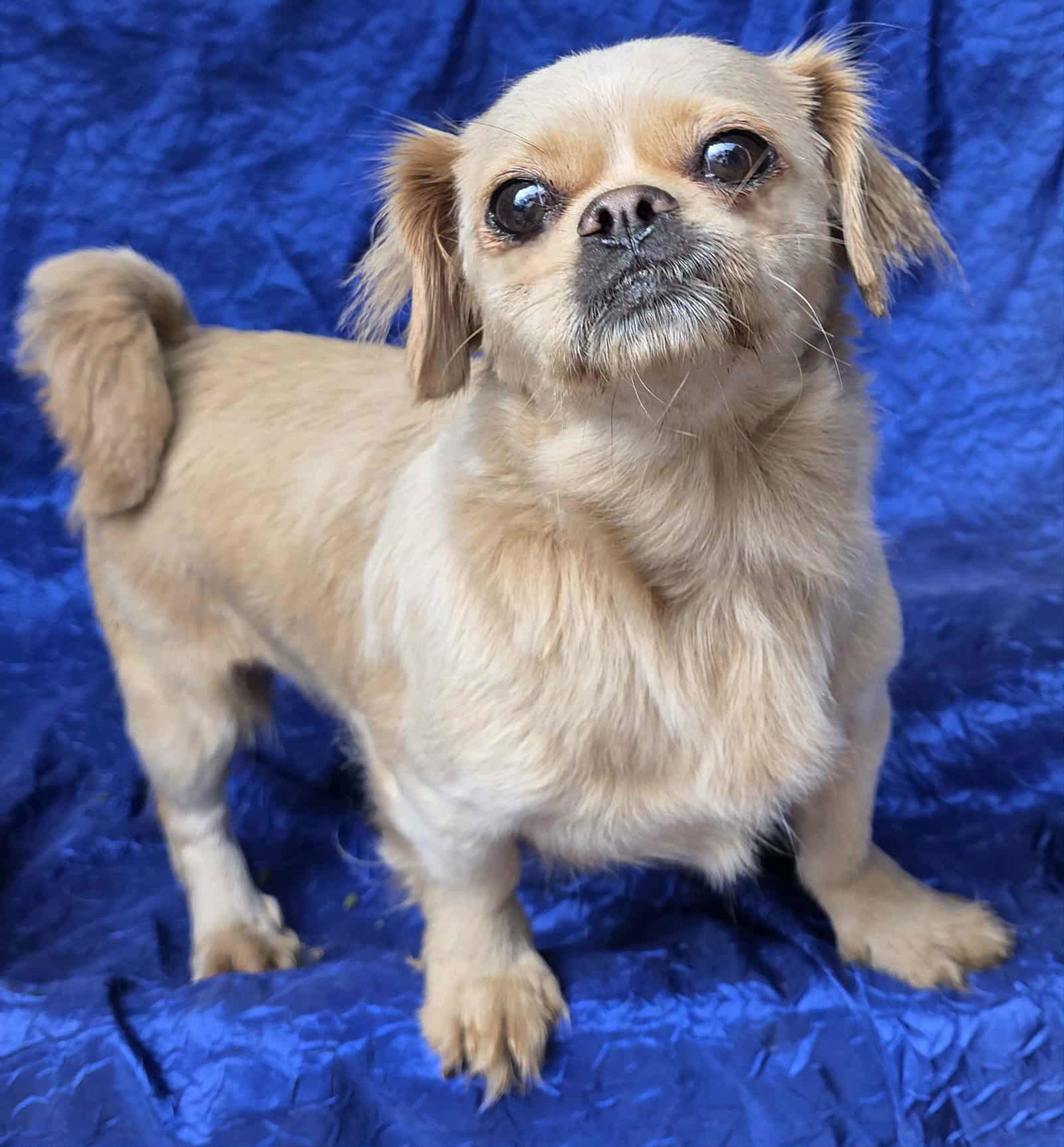 Miss Marta, an adoptable Pekingese in Cuba, NY, 14727 | Photo Image 3
