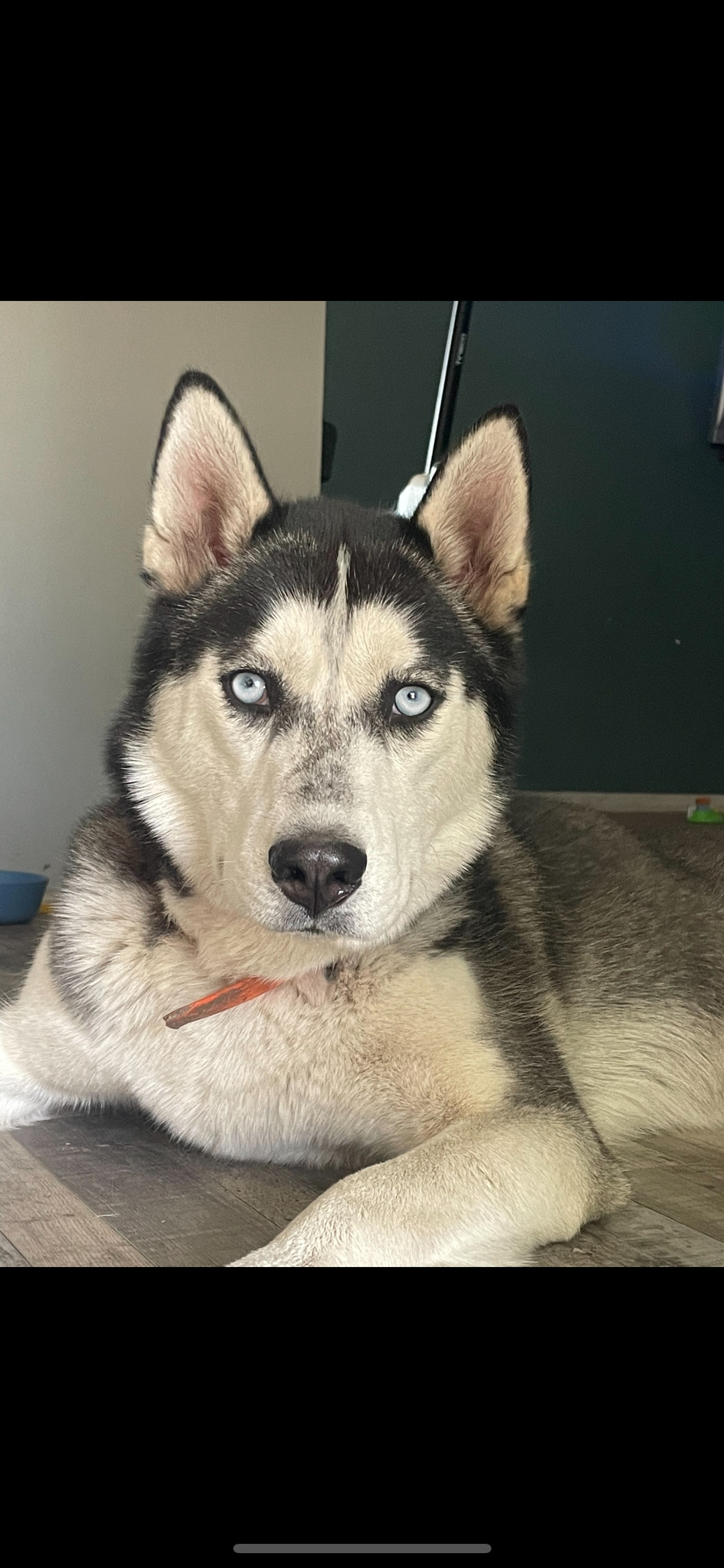 Bluey, an adoptable Husky in Polson, MT, 59860 | Photo Image 1