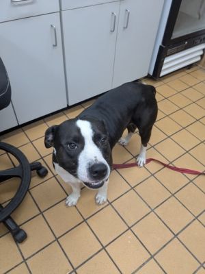 59056252, Adult Male unknown