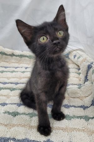 58937211, Baby Female unknown