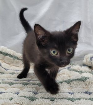58937210, Baby Male unknown