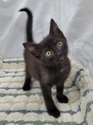 58937209, Baby Female unknown
