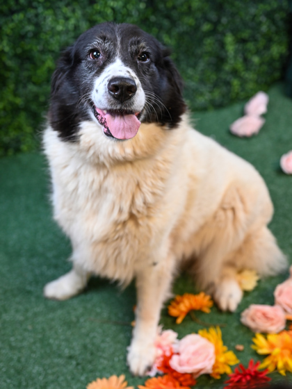 Gilgamesh (Trial Adoption)