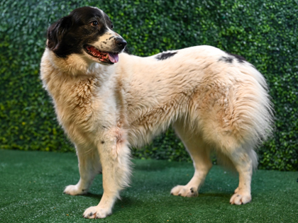 Gilgamesh (Trial Adoption)