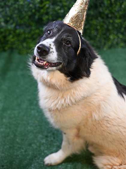 Gilgamesh (Trial Adoption)