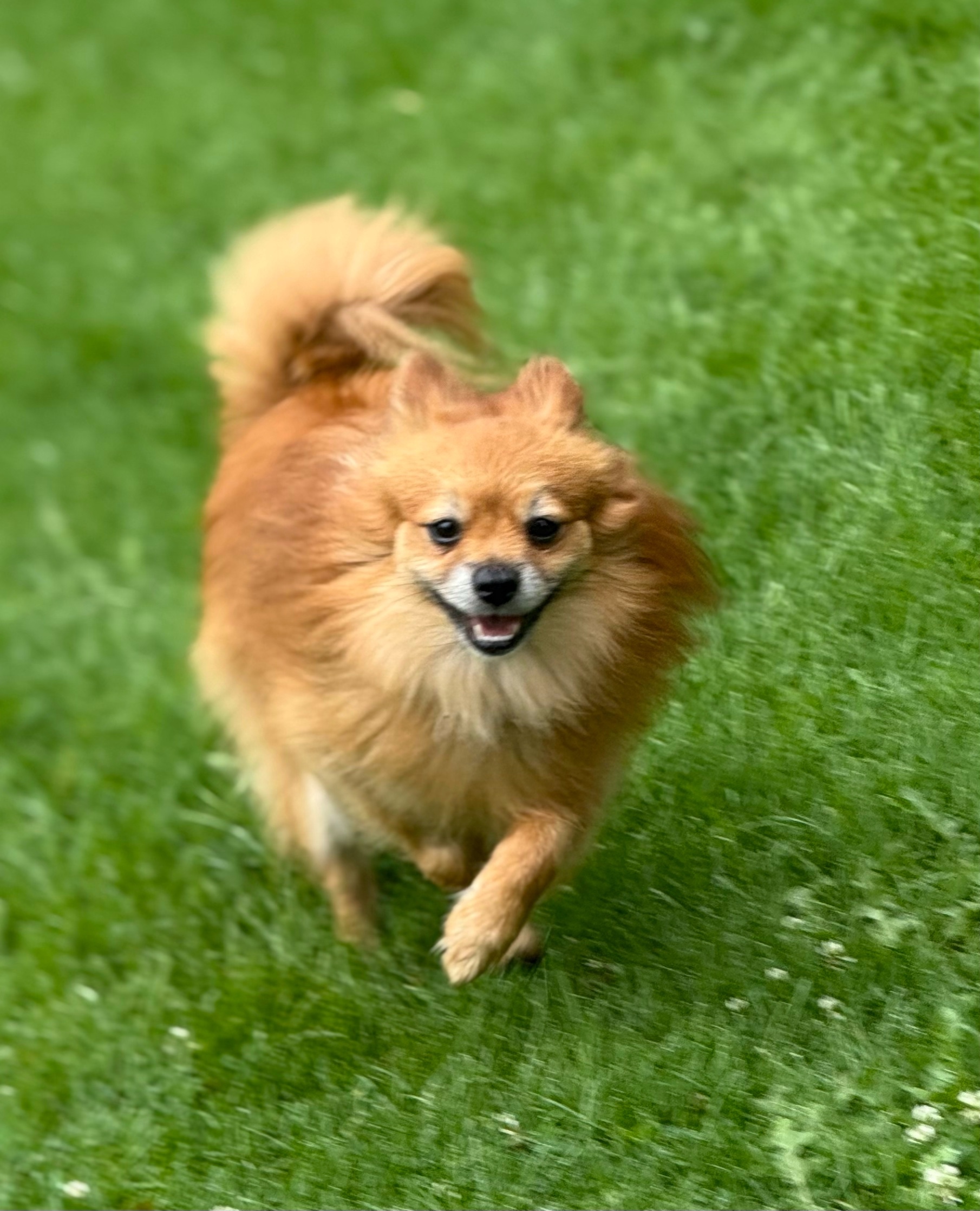 Grizzly, an adoptable Pomeranian in Twin Falls, ID, 83301 | Photo Image 1