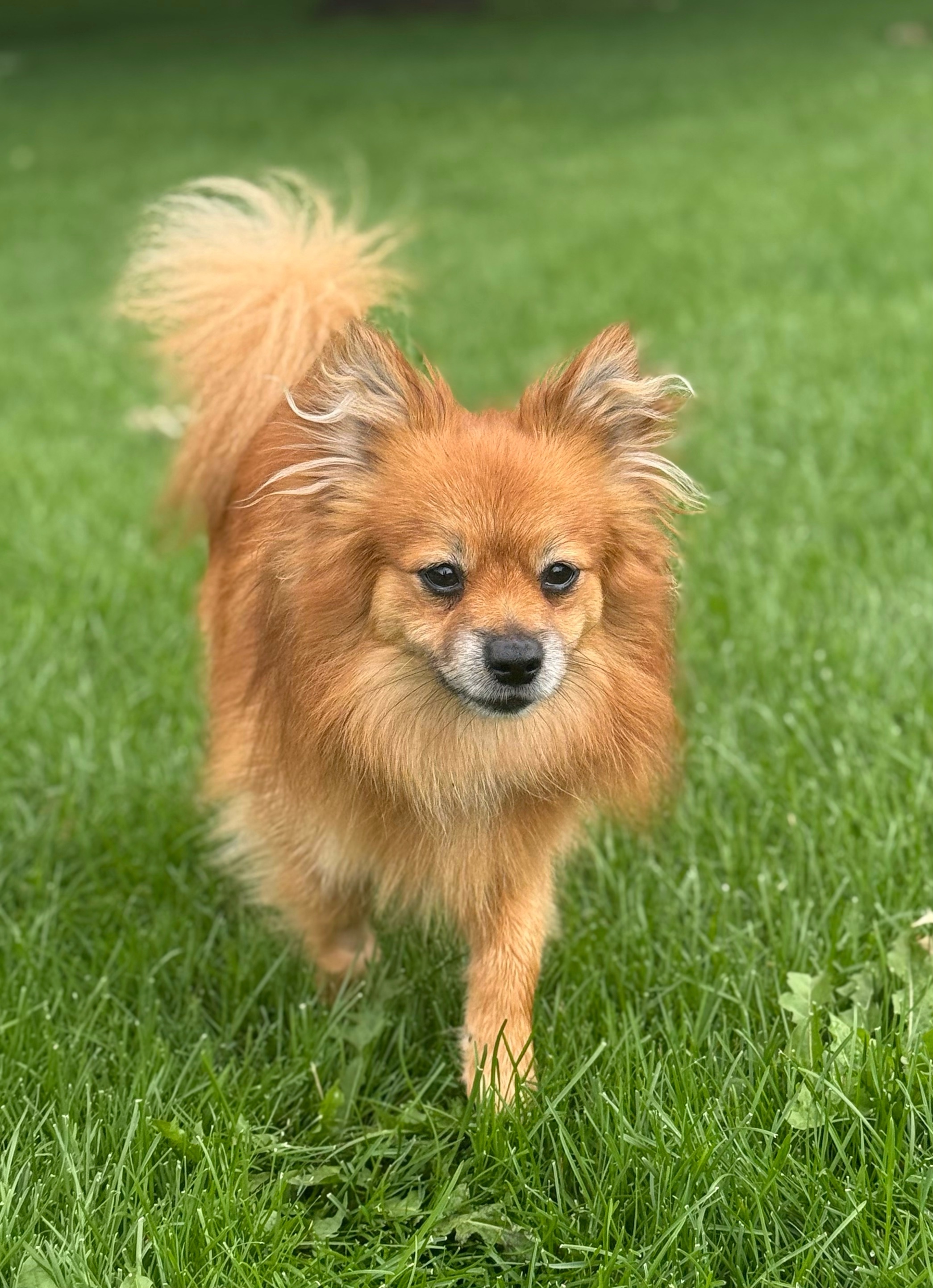 Grizzly, an adoptable Pomeranian in Twin Falls, ID, 83301 | Photo Image 2