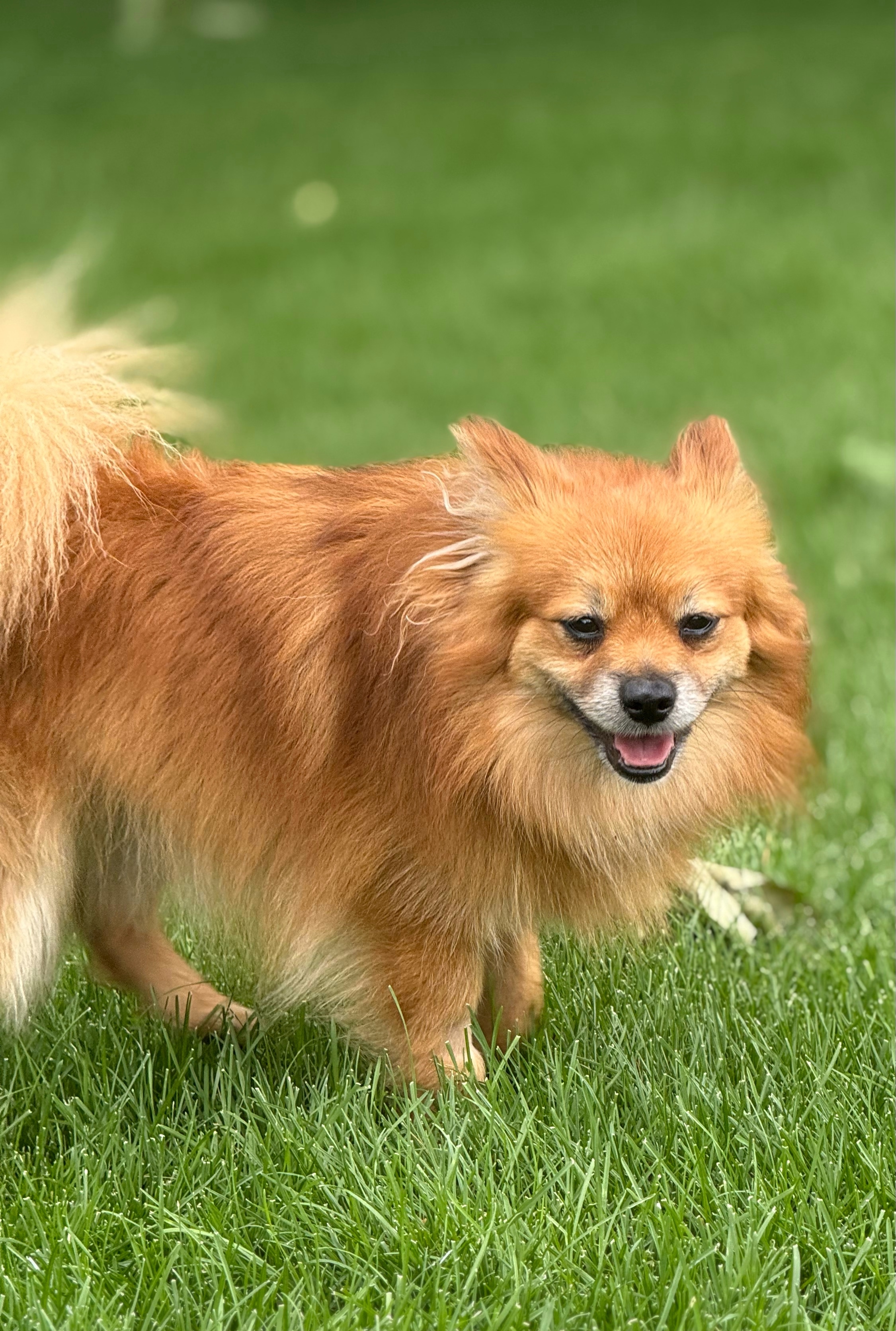 Grizzly, an adoptable Pomeranian in Twin Falls, ID, 83301 | Photo Image 3