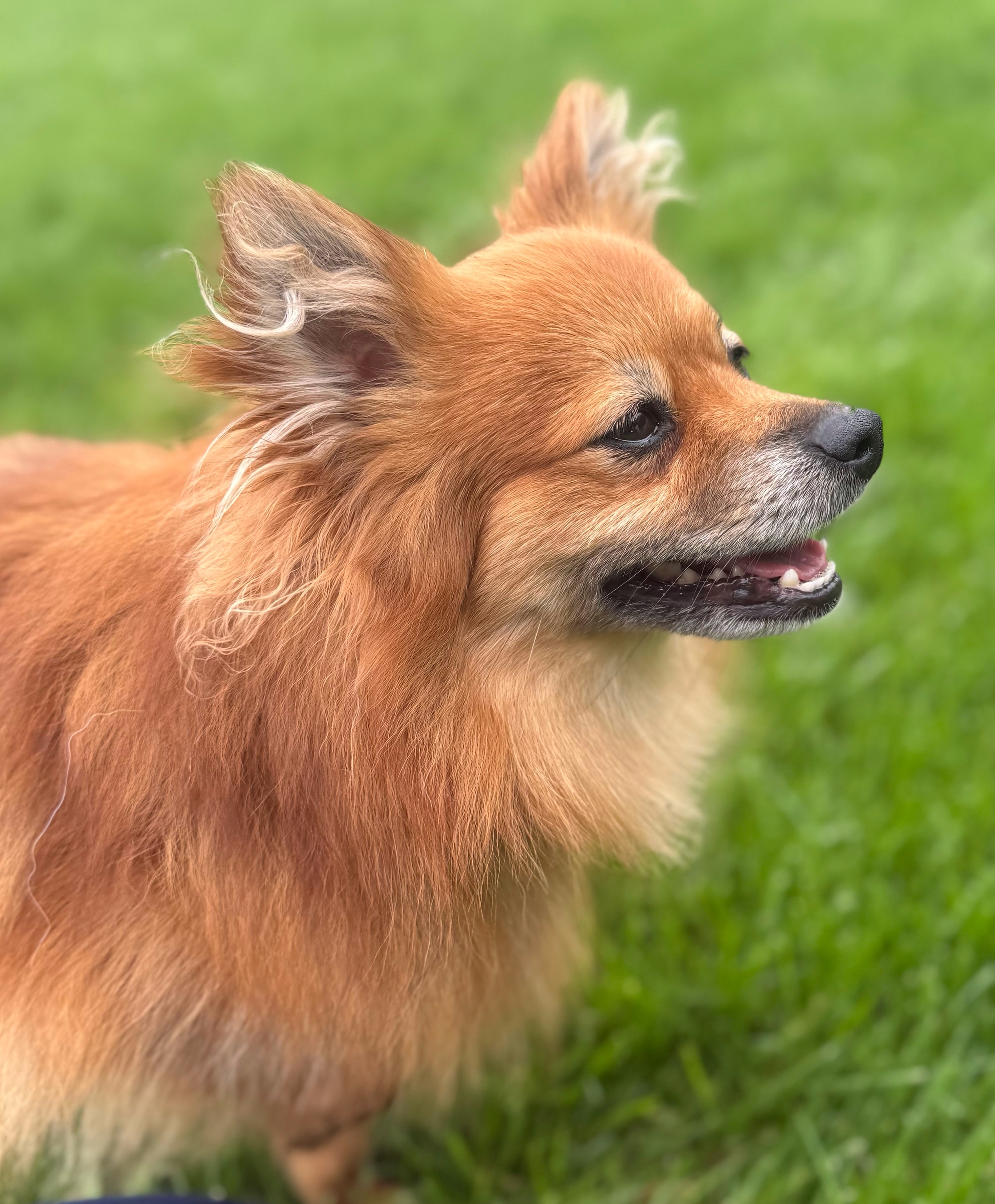 Grizzly, an adoptable Pomeranian in Twin Falls, ID, 83301 | Photo Image 4