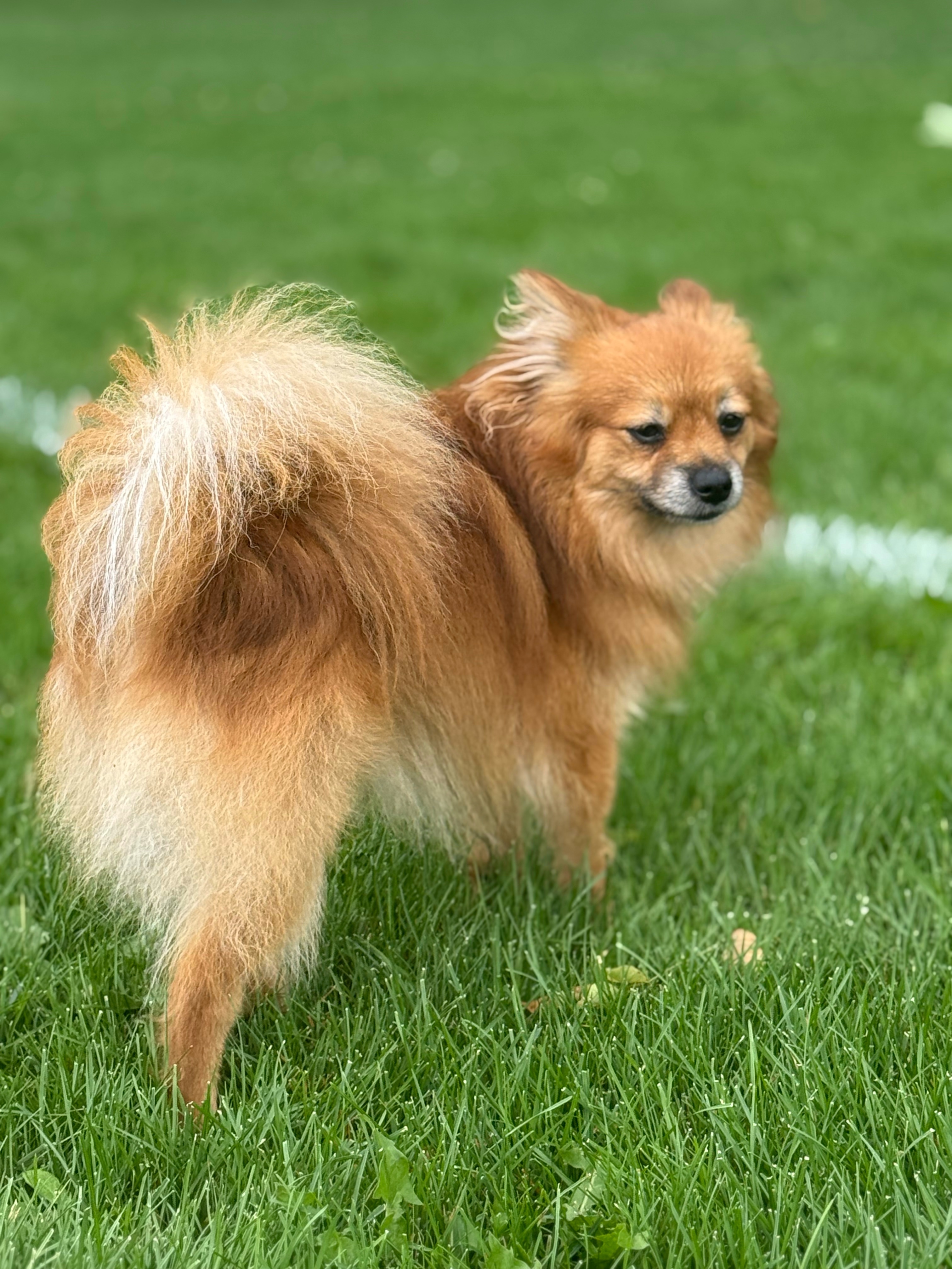 Grizzly, an adoptable Pomeranian in Twin Falls, ID, 83301 | Photo Image 6