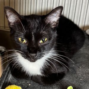 Oreo Cookie, Young Female unknown