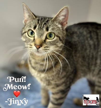 Jinxy, an adoptable Domestic Short Hair in Gwinn, MI, 49841 | Photo Image 1