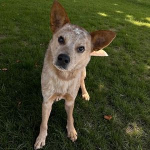 Rokie, Adult Male unknown