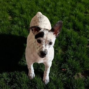 Bella, Adult Female unknown