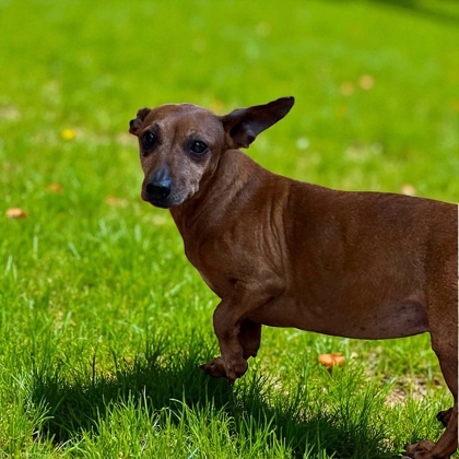 Penny